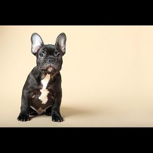 Meet your Posher, Molly